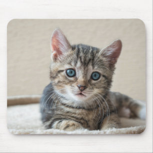 European shorthair, cat, kitten mouse pad