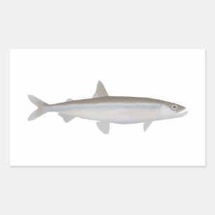 European Smelt Sticker