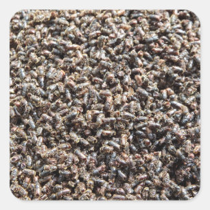 European spruce bark beetle square sticker