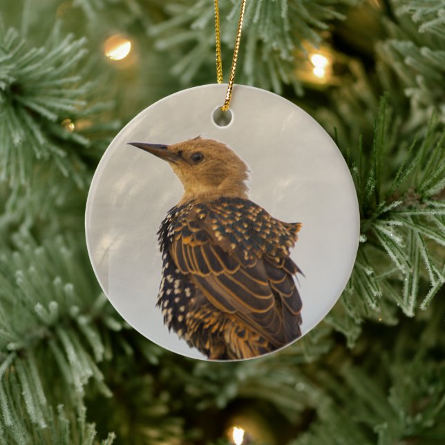 European Starling Bird Ornament  (Tree)