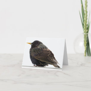 European Starling - Blank Greeting Card