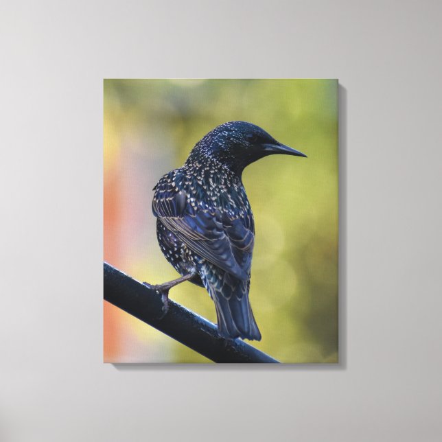 European Starling  Canvas Print (Front)