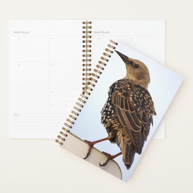 European Starling Planner (Display)