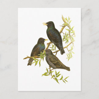European Starling Postcard