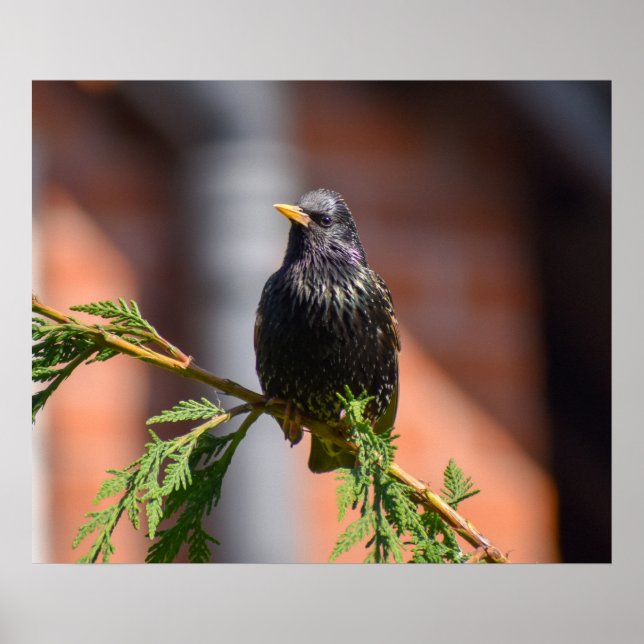 European Starling   Poster (Front)