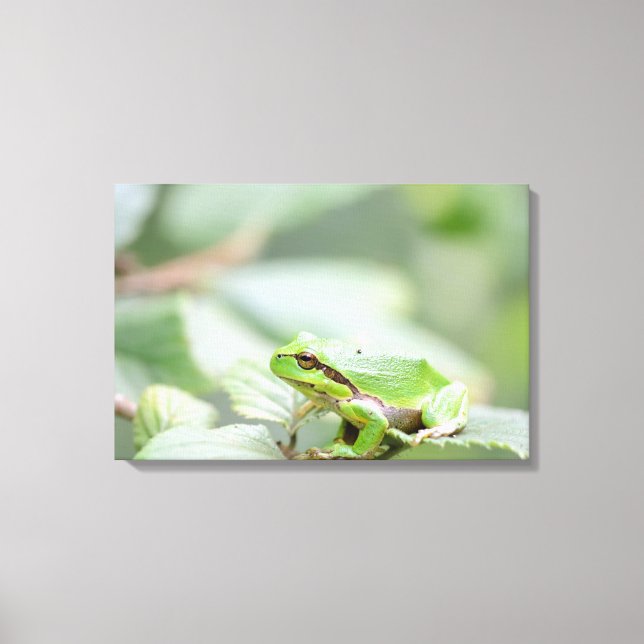 European tree frog in green canvas print (Front)