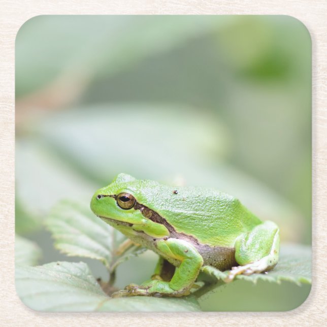European tree frog in green coaster (Front)