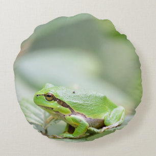 European tree frog in green round pillow