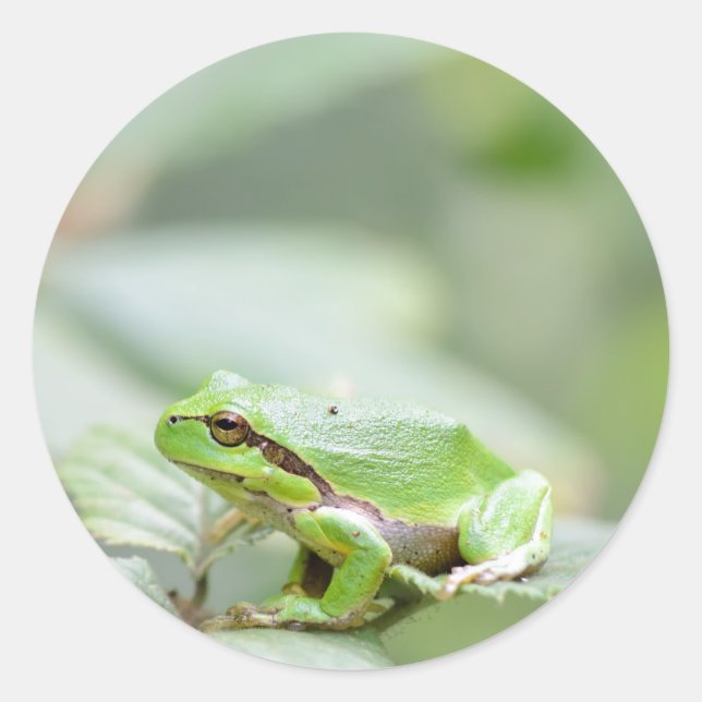 European tree frog in green round sticker (Front)