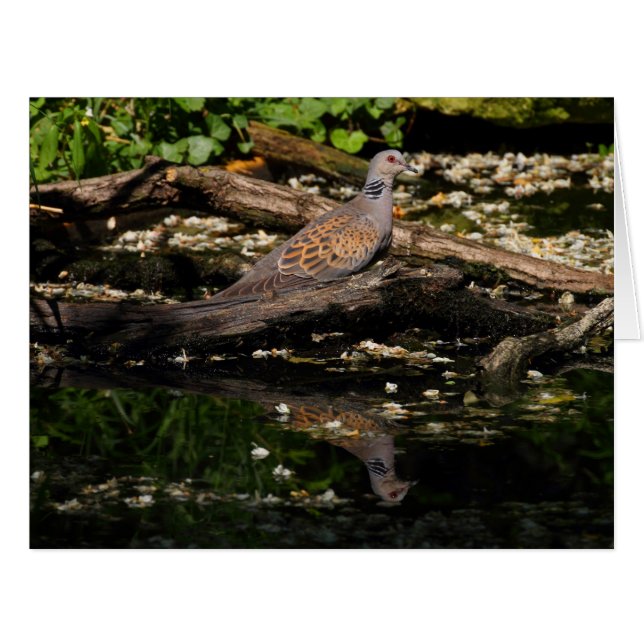 European turtle dove (Front Horizontal)