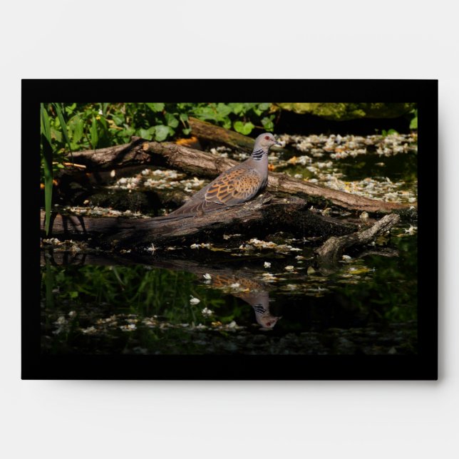European turtle dove envelope (Front)