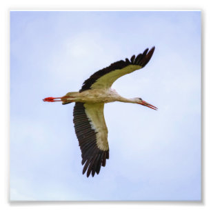 European white stork photo print