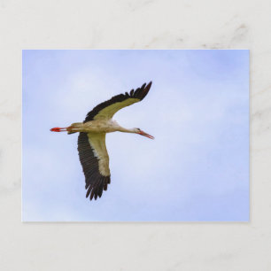 European white stork postcard