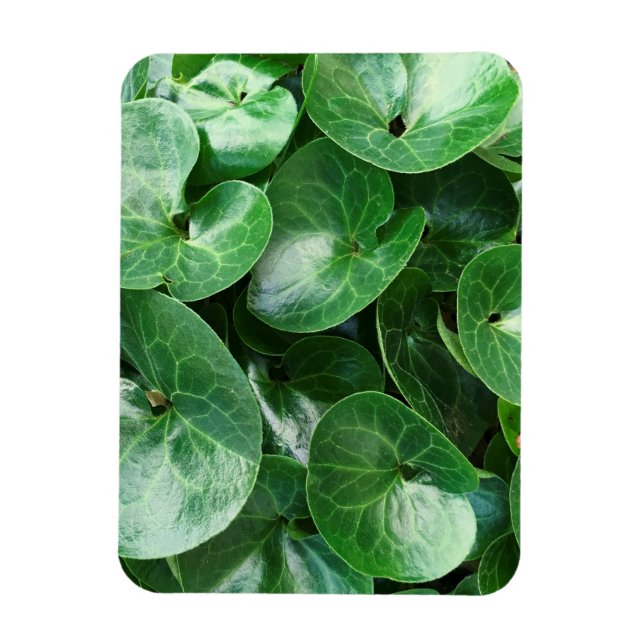 European Wild Ginger Green Glossy Leaves Close Up Magnet (Vertical)
