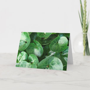 European Wild Ginger Plant Glossy Leaves Close Up Card