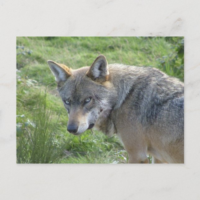 European Wolf Postcard (Front)