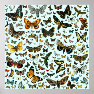 Europe's Best-Known Butterflies and Moths Collage Poster