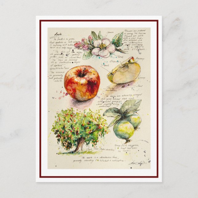 EVE Painted  Illustration of Apple        Postcard (Front)