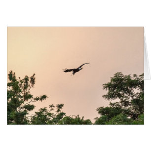 Evening Arrival