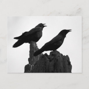 Evening Call Postcard