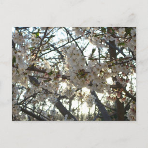 Evening Cherry Blossoms II Spring Sunset Postcard