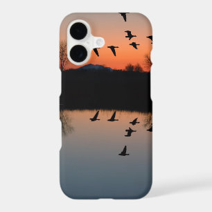 Evening Geese