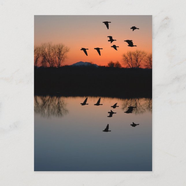 Evening Geese Postcard (Front)
