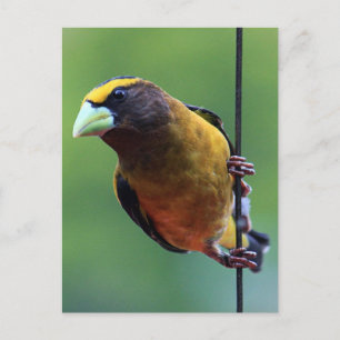 Evening Grosbeak (Coccothraustes vespertinus) Postcard