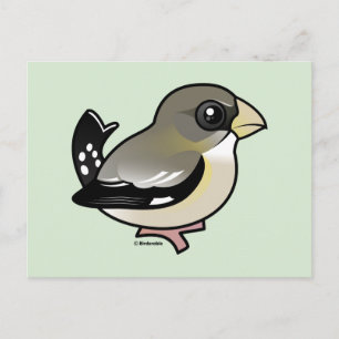 Evening Grosbeak (f) Postcard