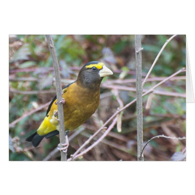 Evening Grosbeak - Frameable Art Card (Front Horizontal)