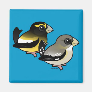 Evening Grosbeak pair Magnet