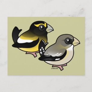 Evening Grosbeak pair Postcard