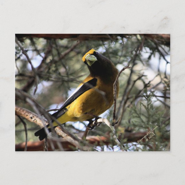 Evening Grosbeak Postcard (Front)