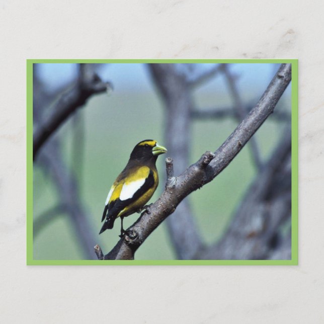 Evening Grosbeak Postcard (Front)
