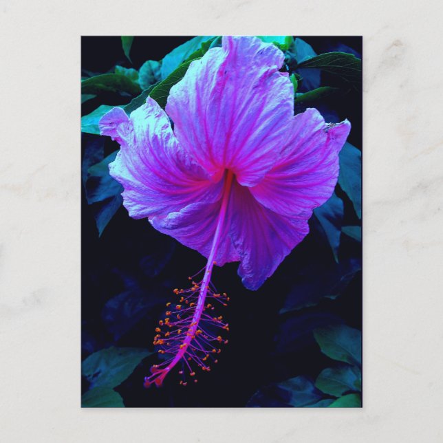 Evening Hibiscus Postcard (Front)