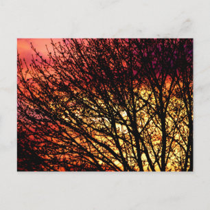 Evening Light Blank Notecard Postcard