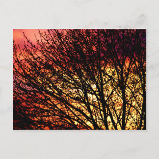 Evening Light Blank Notecard Postcard