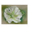 Evening Moonflower Pastel Artwork