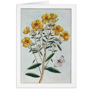 Evening Primrose, plate 73 from 'Collection Precie