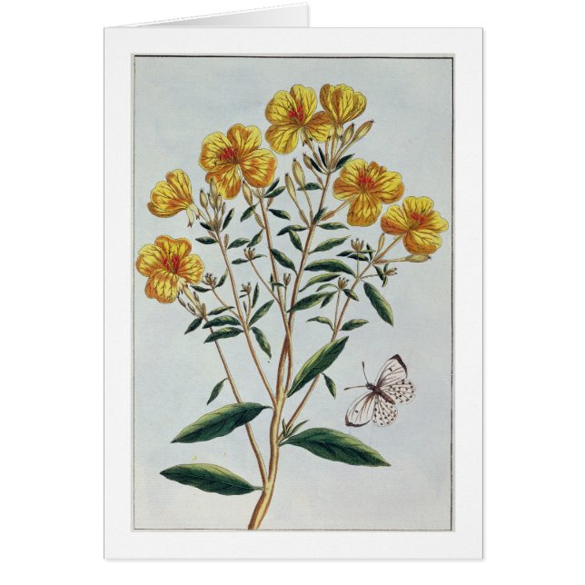 Evening Primrose, plate 73 from 'Collection Precie (Front)