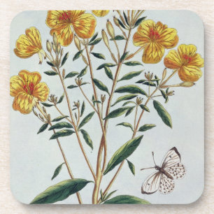 Evening Primrose, plate 73 from 'Collection Precie Coaster