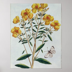 Evening Primrose, plate 73 from 'Collection Precie Poster