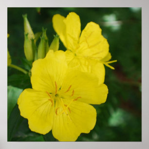 Evening Primrose Poster