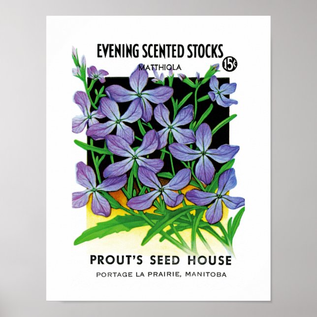 Evening Scented Stocks Seed Packet Label Poster (Front)