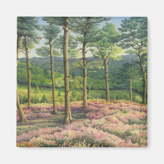 Evening Sun, Surrey Hills Pines in Pastel Magnet