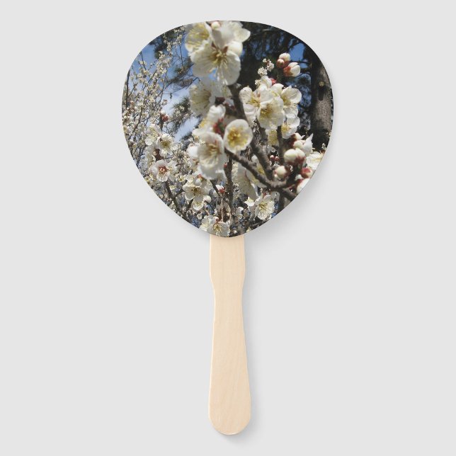 Éventail Fleur de cerisier blanc / Sakura / ク(桜) (Devant)
