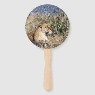 Éventail Lioness resting