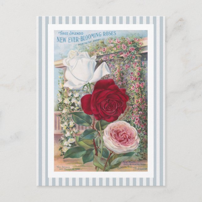 Ever-Blooming Roses Vintage Art Postcard (Front)