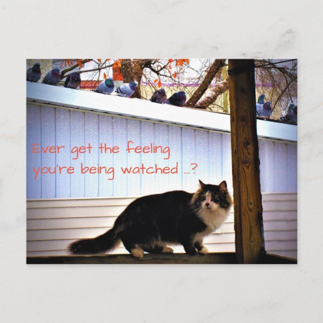 Ever Get the Feeling Pigeons Watching Cat Postcard (Front)