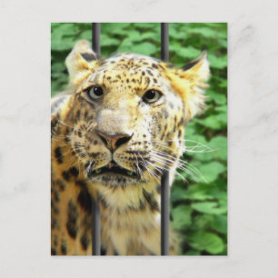 Ever have one of those days? postcard